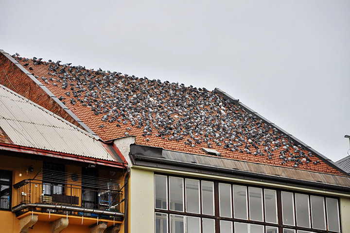 A2B Pest Control are able to install spikes to deter birds from roofs in Innsworth. 