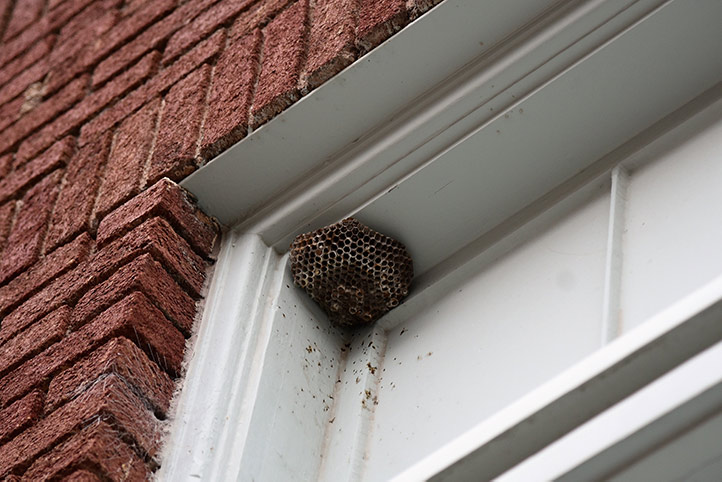 We provide a wasp nest removal service for domestic and commercial properties in Innsworth.